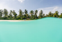 Herbaceous Life Alongside Maldive Beach