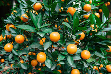 Background Of Orange Ripe Tangerines On A Green Bush With Many Leaves In Hanoi.