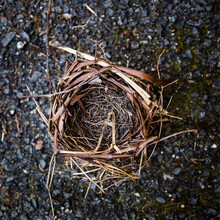 High Angle View Of Empty Nest Outdoors