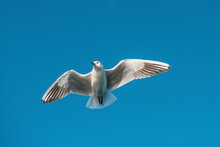 Low Angle View Of Seagull Flying Against Clear Blue Sky During Sunny Day