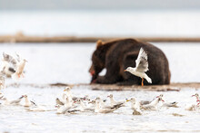 Seagulls Fighting For Remains Of Salmon Left By Brown Bear (Ursus Arctos), KurileÂ Lake, Kamchatka Peninsula, Russia
