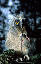 Fledgling Of Long-eared Owl / Waldohreule (Asio Otus) Squeaks In A Tree Looking Back Over Its Shoulder.