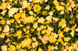 © SIYUN YUH/Stocksy - Yellow leaves and green tree
