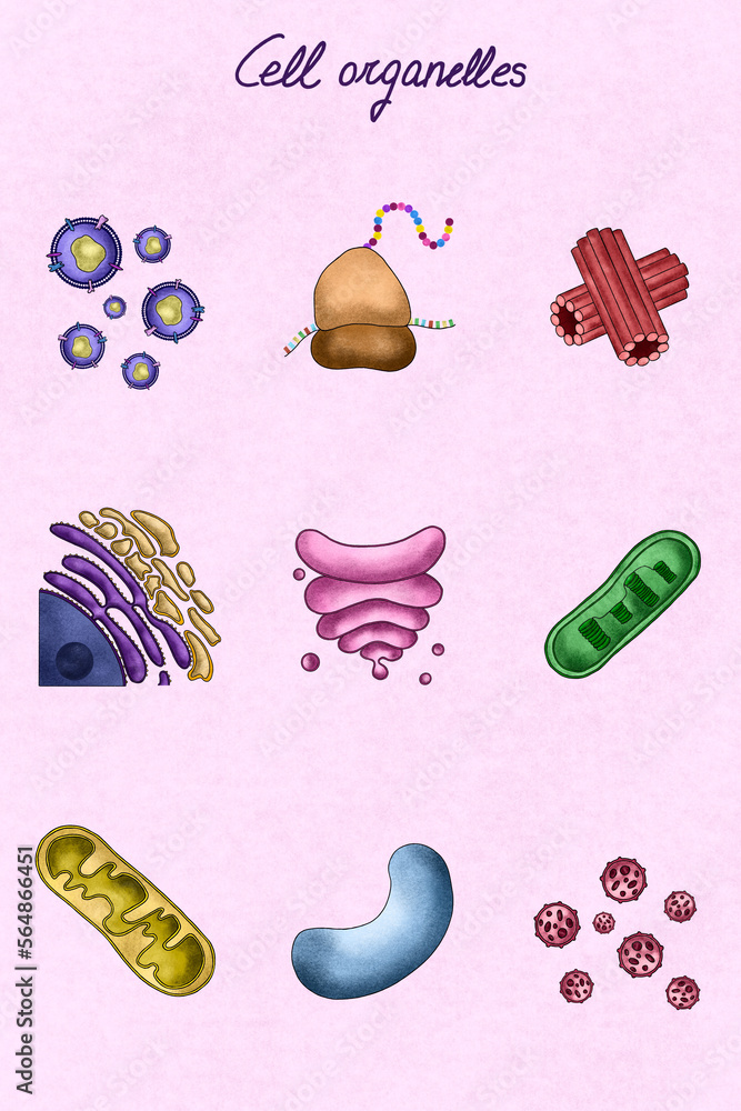 Collection of cell organelles illustration