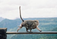 Monkey Mother With A Baby Walking On The Rail