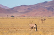 Lonely Oryx in Namib desert, Namibrand,  Namibia