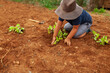 © Valentina Barreto/Stocksy - young boy Planting lettuce