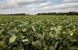 © Bethany Birnie/Stocksy - Soybeans 1