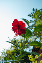 One Red Hibiscus 