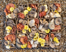 Boxes Of Edible Wild Mushrooms
