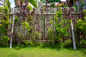 Frontal view of a bamboo fence in a tropical garden with various plants on a sunny day. Botanical background with green meadow in the foreground and bushes