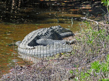 Alligator At Ding Darling National Wildlife Refuge Sanibel Florida