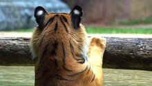A Sumatra Tiger With Distinctive White Spot On Ears Known As False Eyes, Soaking In The Water, Hanging On To Tree Bar In Captivity, Critically Endangered Species Due To Habitat Loss, Close Up Shot.