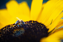 Bee On Sunflower