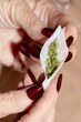 © Lindsey Rivera/Stocksy - Senior Rolling Cannabis Joint