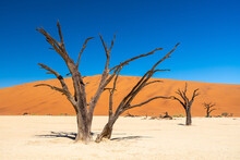 Dead Trees And Dunes With Blue Sky In Desert, Namibia, Africa.