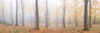 Misty English autumn forest woodland Yorkshire dales