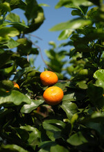Ripe Oranges On Fruit Tree Closeup