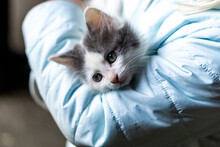 Kitten Cradle