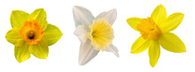 Daffodils Isolated On White