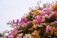 Closeup Of Colorful Bougainvillea Flowers In A Flowerbed