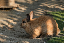 Closeup Of Cute Rabbits Free Range In Nature Farm