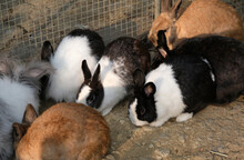 Closeup Of Cute Rabbits Free Range In Nature Farm