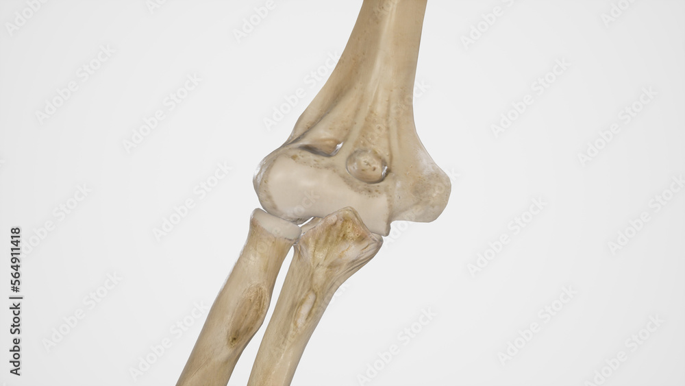 Bones of Elbow In Extension-Anterior View