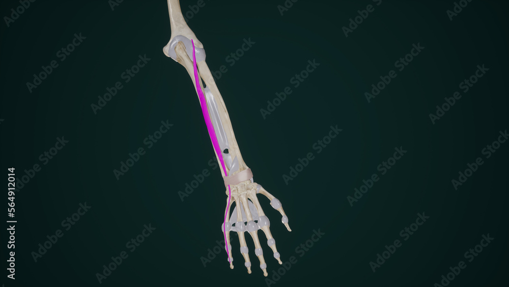 Extensor Digiti Minimi Muscle Anatomy Stock Illustration | Adobe Stock