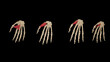 © vesalii - Thenar Muscles of Hand