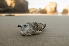 Seagull Lying On The Sand On The Beach