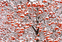 Sorbus Aucuparia, Commonly Called Red Rowan Covered Snow In Winter