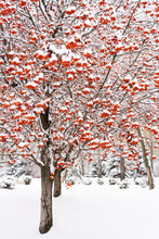 Vertical View Of Snow-covered Tree With Red Clusters 