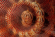 Kaleidoscopic Image Of An Intricate Golden Christmas Ball