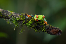 Red Eye Tree Frog In Costa Rica Nature