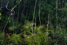 Forest Florida Nature Landscape