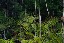 Palmetto Forest Florida Landscape