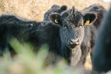Young Welsh Black Cattle