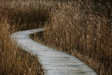 Boardwalk Through Reeds In Marshland.