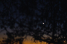 New Moon Between Tree Branches