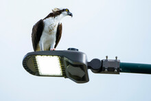 Osprey Raptor On A Street Lamp