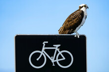 Osprey Perches On Top Of A Cycling Sign