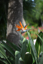A Vibrant Bird Of Paradise Flower In A Florida Garden