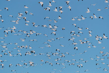 Flying Snow Geese 
