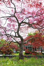 Japanese Maple Tree In Nature Park During Spring Bloom 