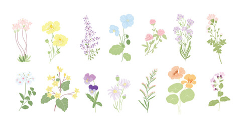 Wall Mural - watercolor arrangements with small flower. Botanical illustration minimal style.