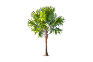 Wall Mural - isolated big palm tree on White Background.Large palm trees database Botanical garden organization elements of Asian nature in Thailand,