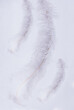 © Cavan Images - White bird feathers on white background
