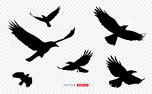 Raven, Crow Flying Silhouette. Transparant Background. Vector Illustration