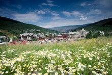 A Field Of Daisies Adorns Beaver Creek Resort In Colorado In The Summer.